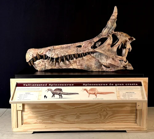 Spinosaurus skull cast exhibit at Chicago Children's Museum at Navy Pier.