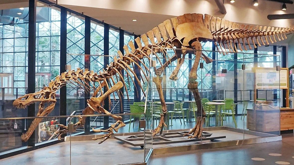 Suchomimus dinosaur skeleton on display in a sunlit museum hall