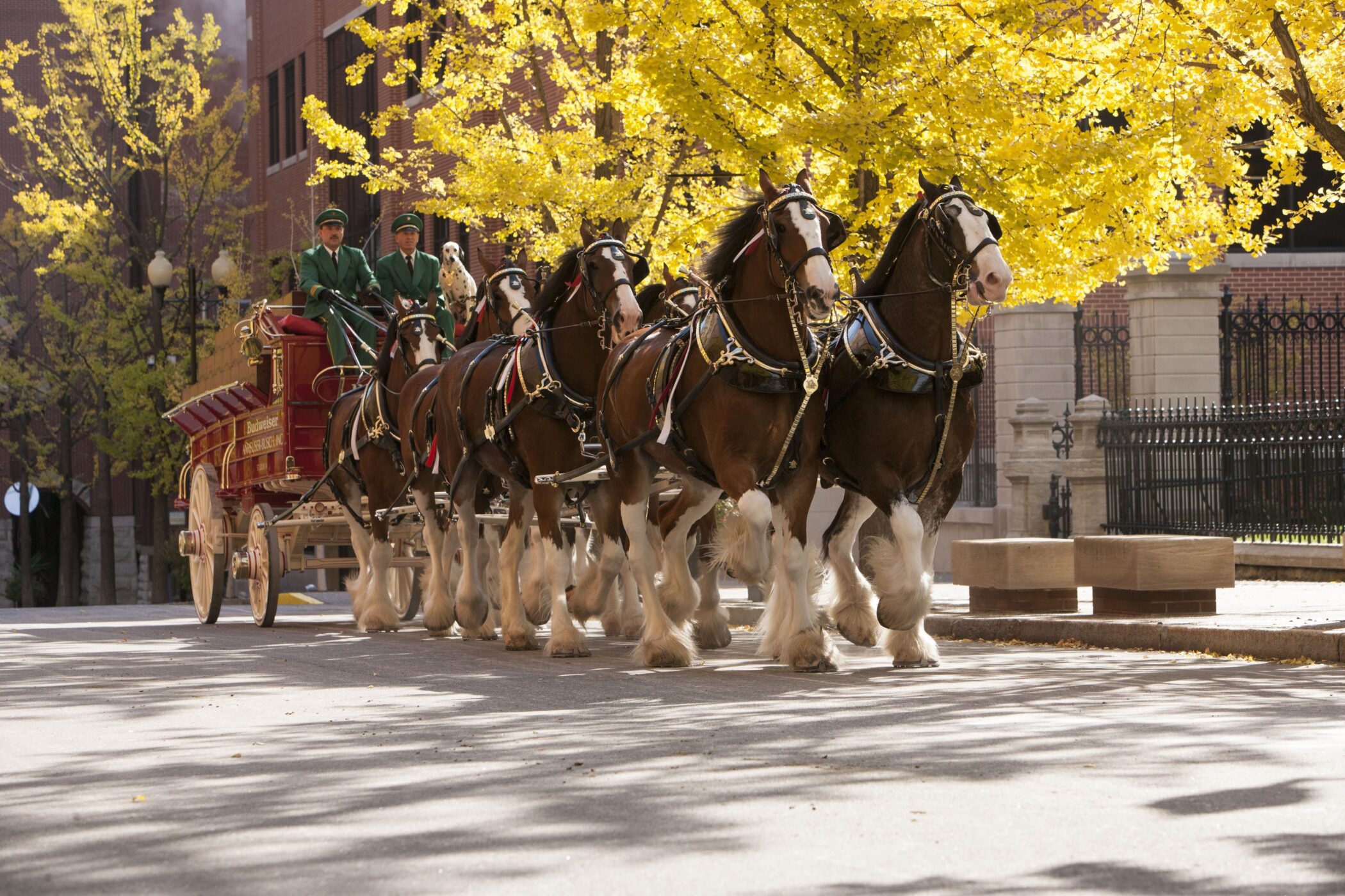 Budweiser Clydesdales At Harry Caray’s Tavern At Navy Pier Cropped