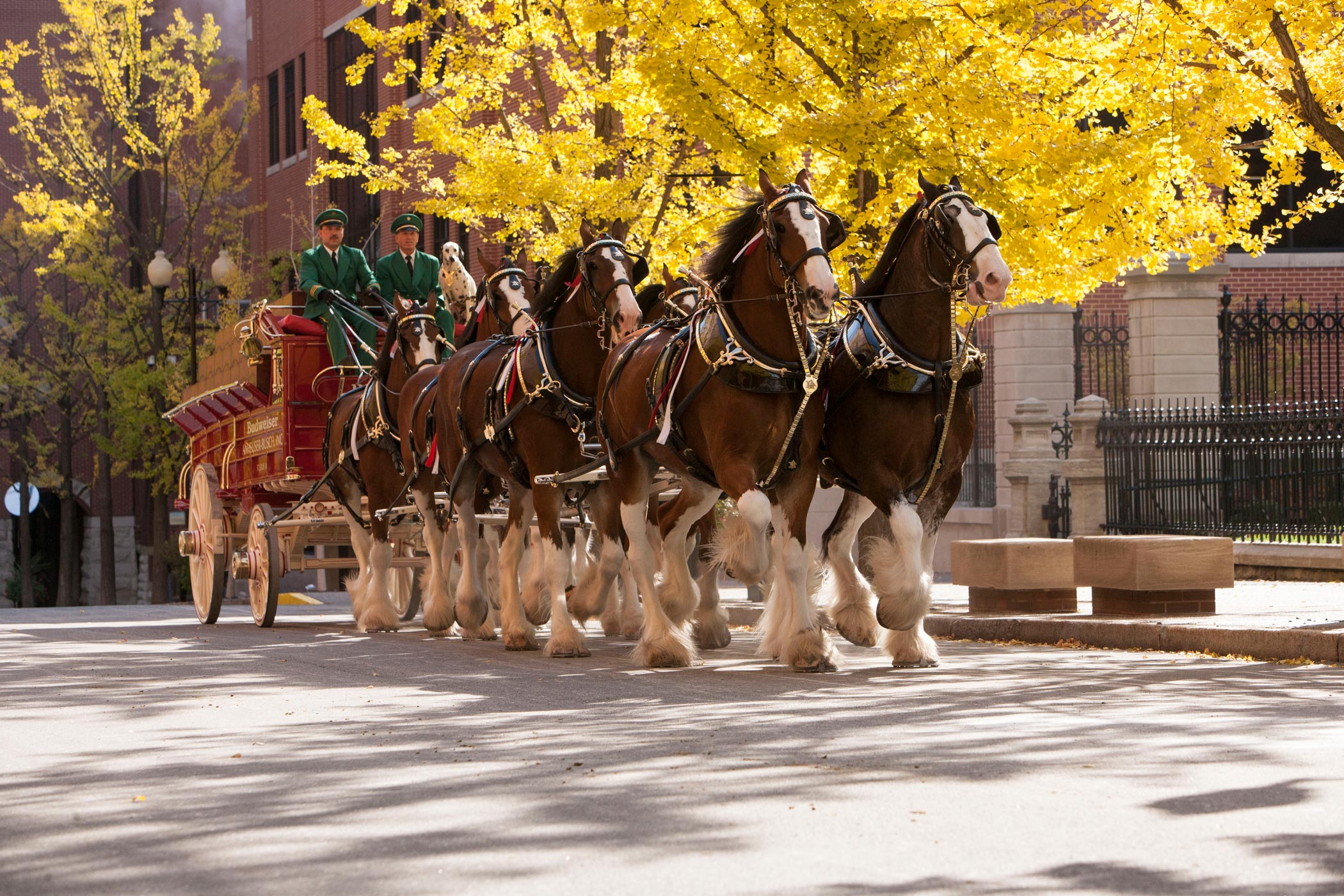 Budweiser Clydesdales At Harry Caray’s Tavern At Navy Pier