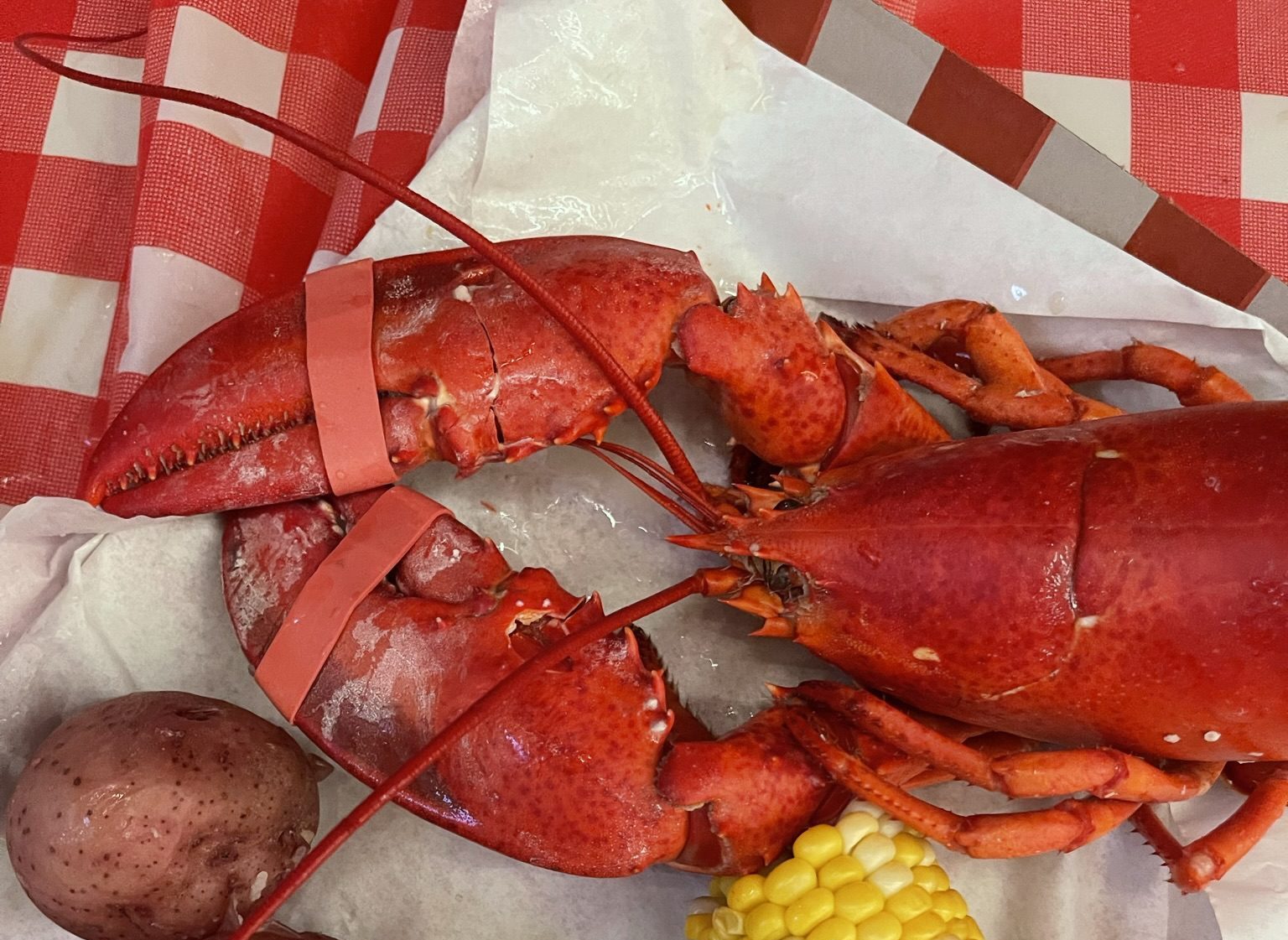 Lobster at Lobster Fest at Navy Pier