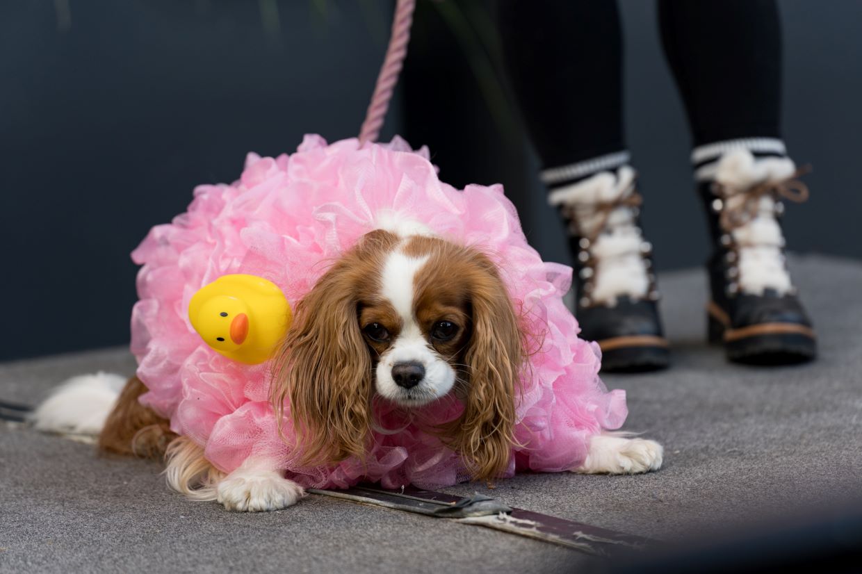 Howloween Dog in Pink Costume at Navy Pier