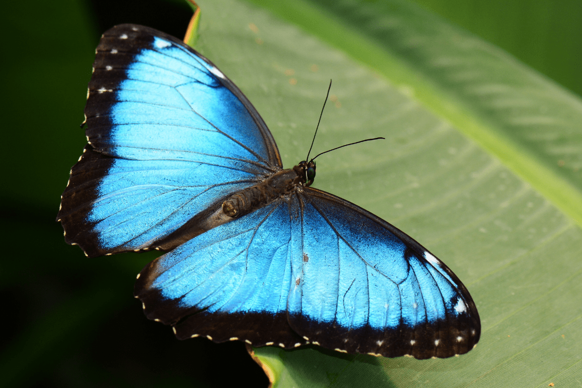 Navy Pier Butterfly House Close Up