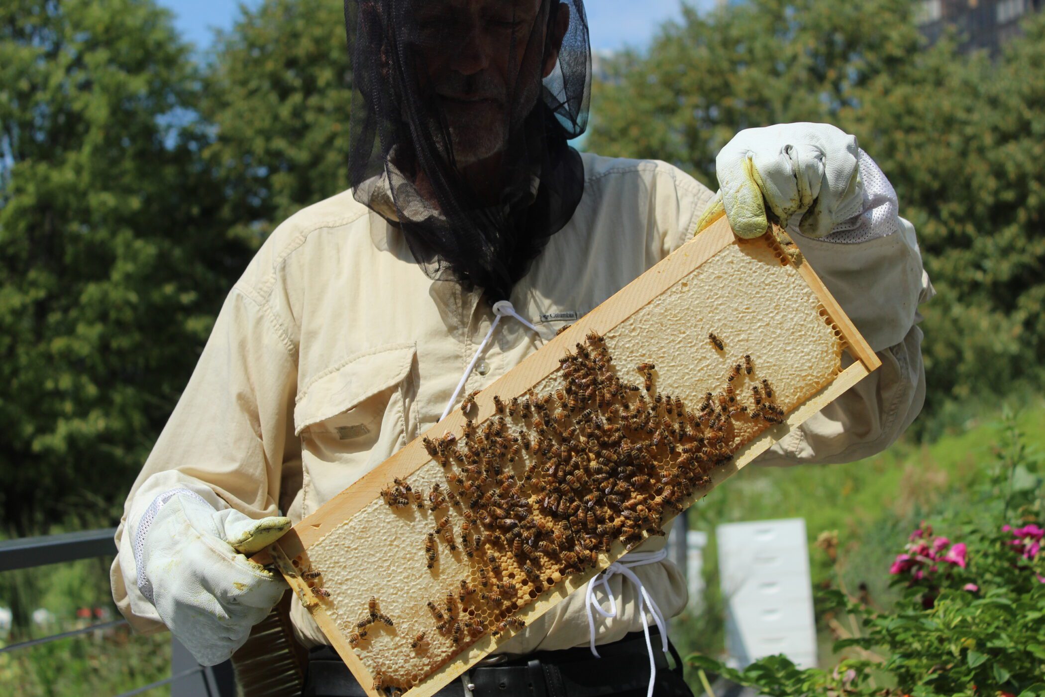 Navy Pier’s Hidden Hives