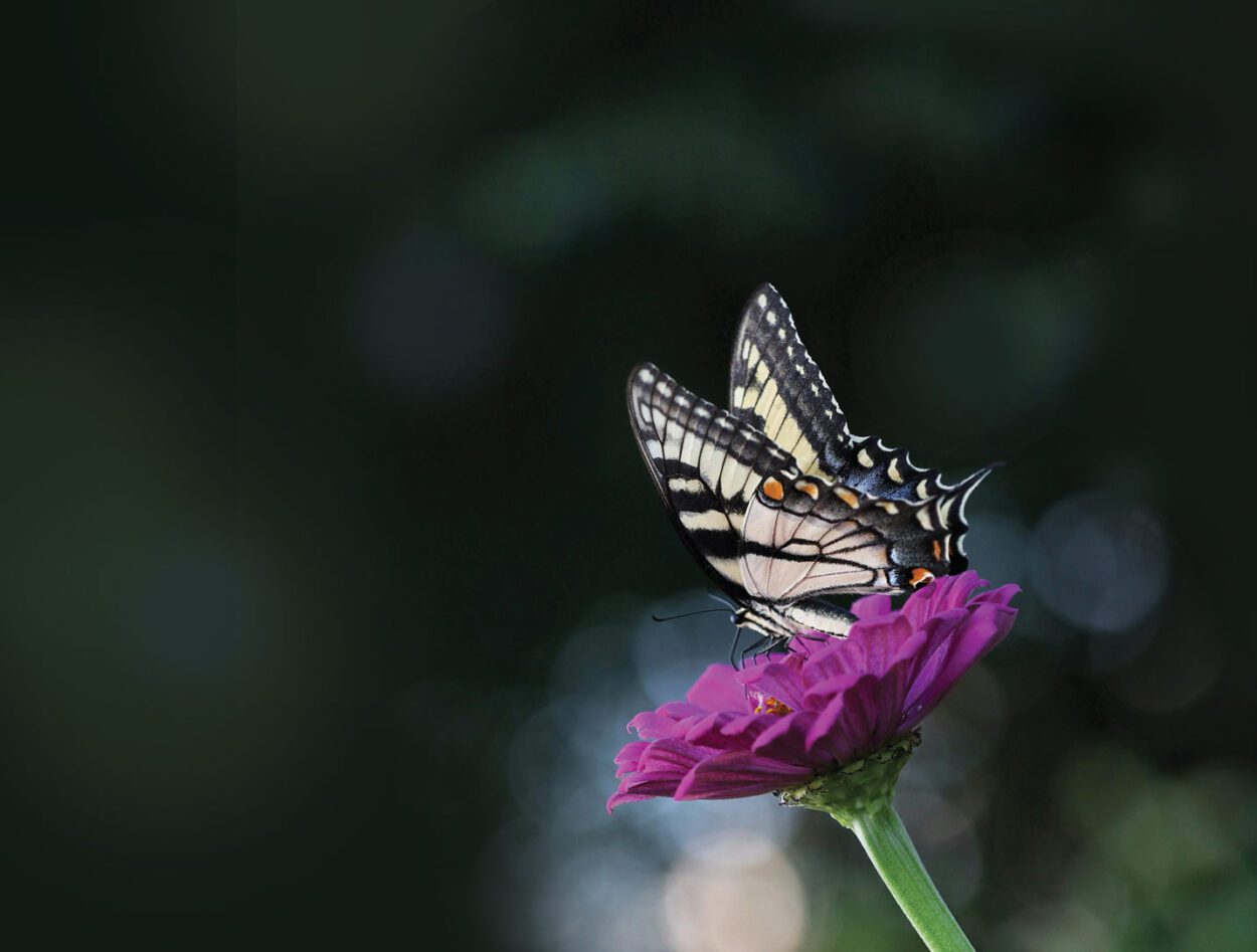 The Butterfly House | Navy Pier