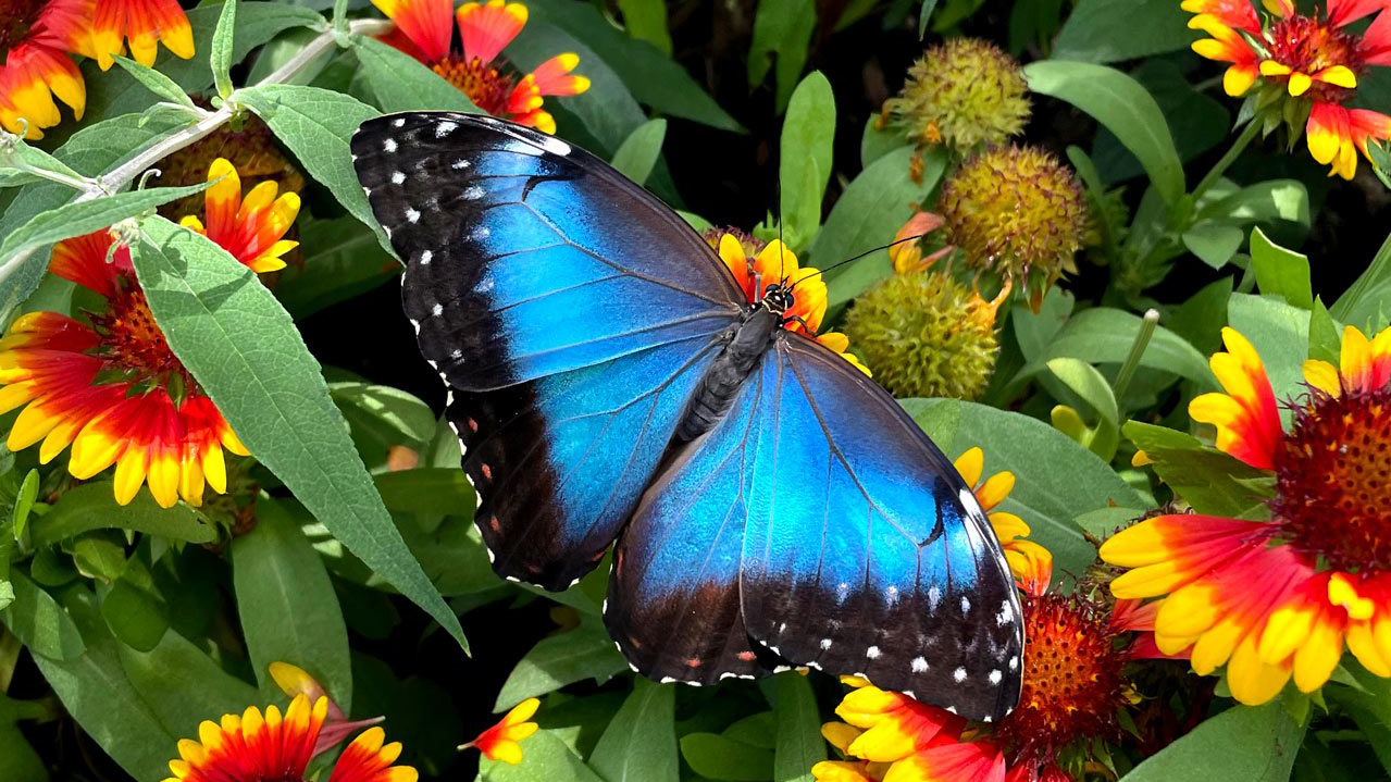 Morpho Butterfly cropped